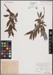 Foto von Salix daphnoides Vill. x Salix eleagnos Scop.